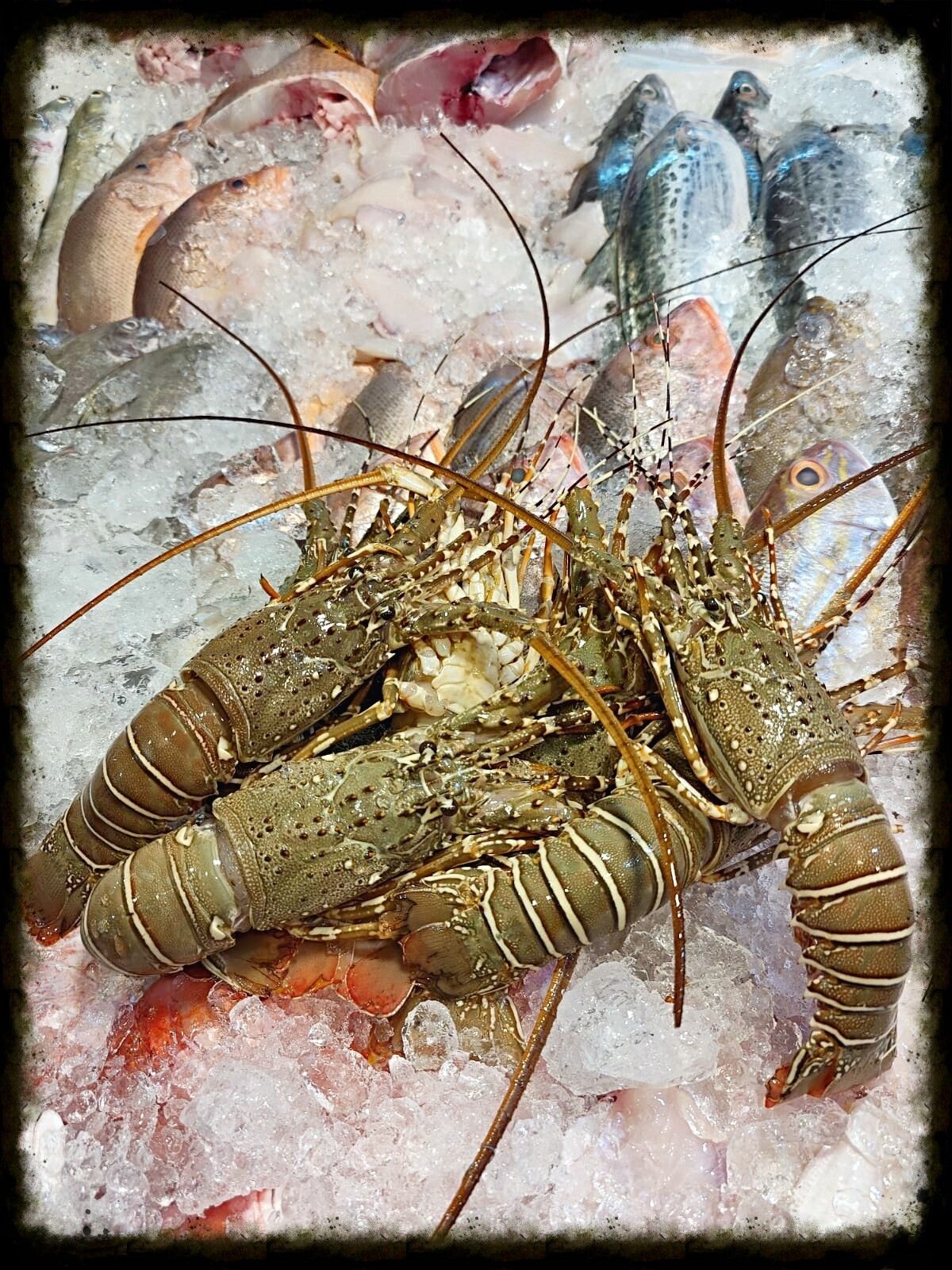 Wild Caught Coral Lobster