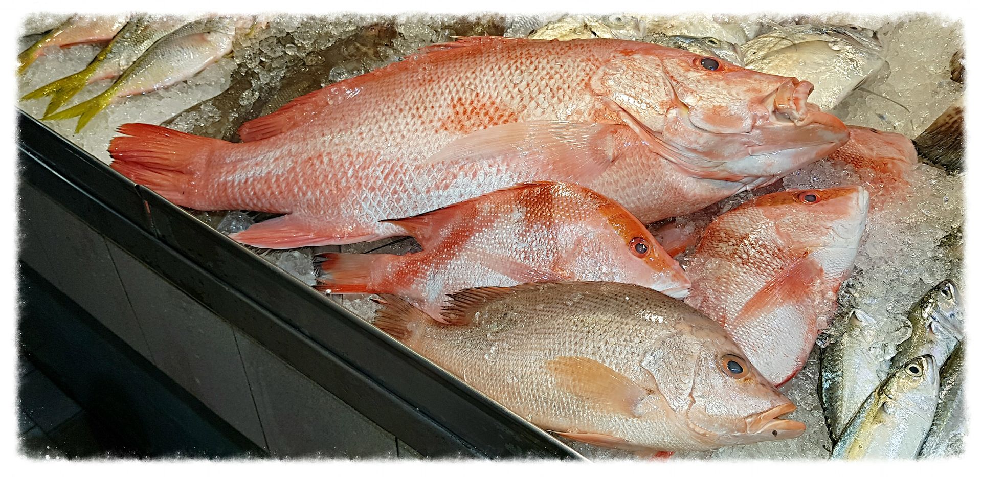Wild Caught Red Snapper