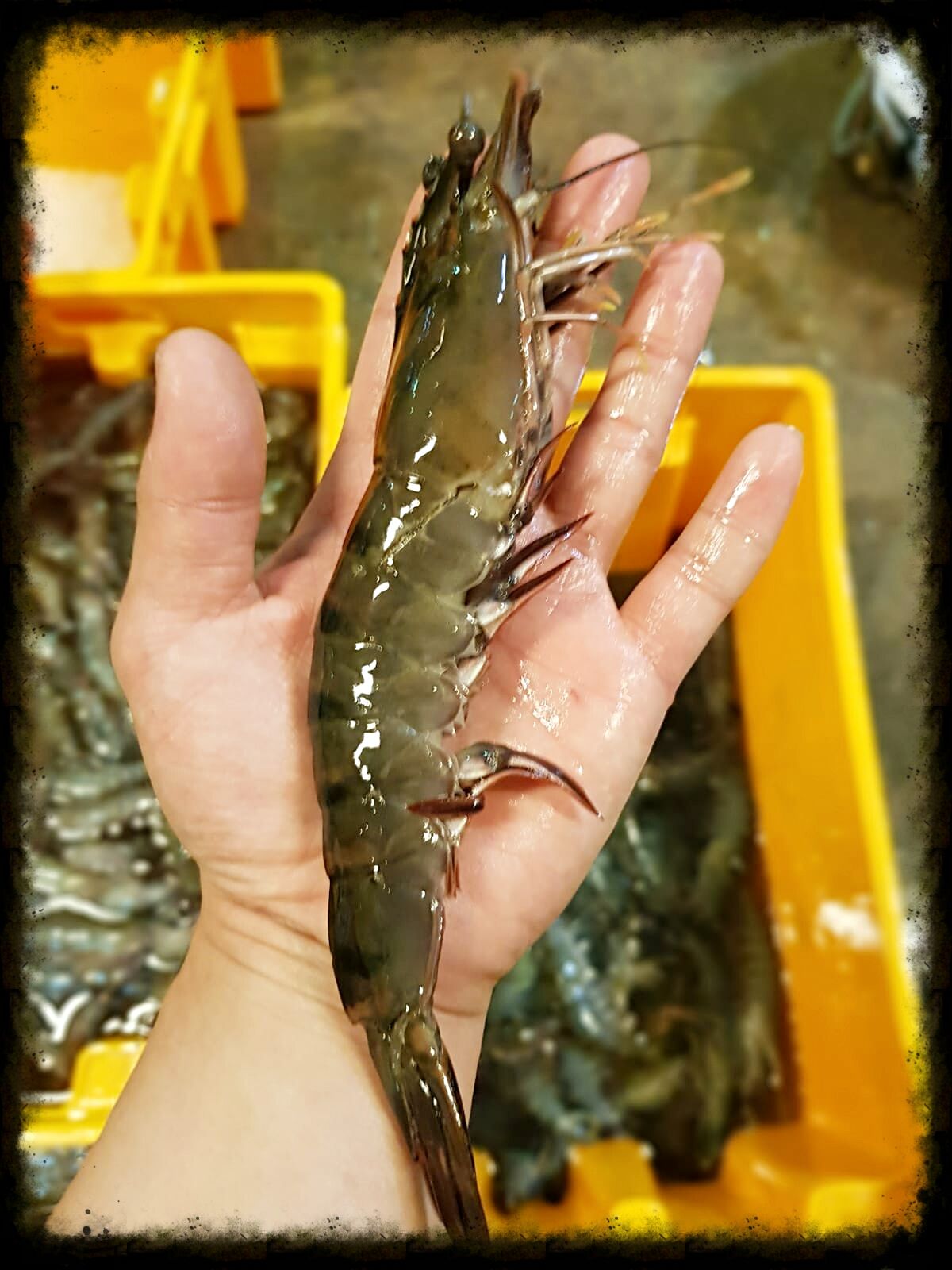Wild Caught Tiger Prawns