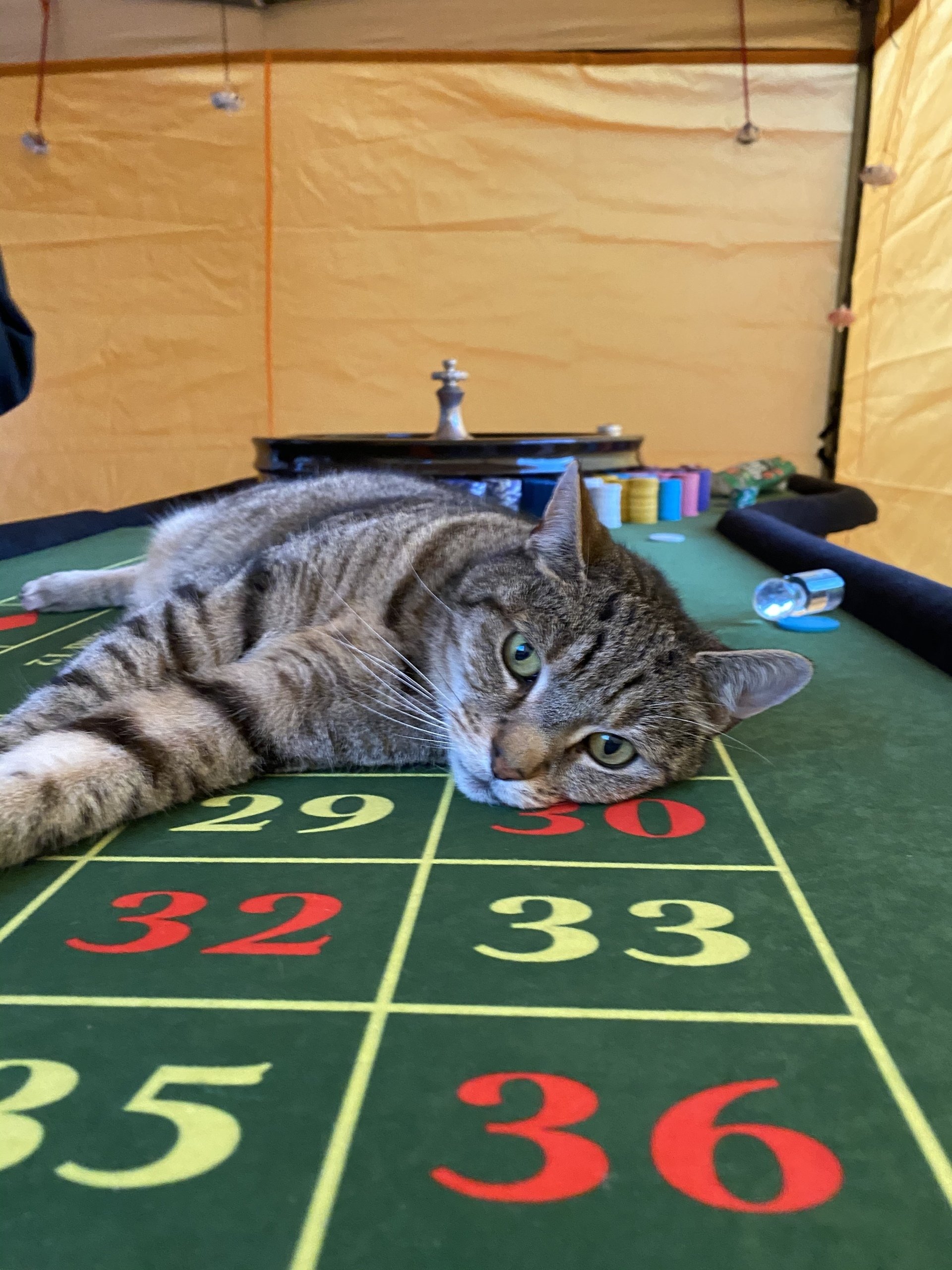 Gallery Fun Casino Table Hire Surrey Poker Party Rentals Surrey