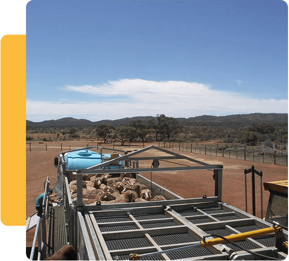 Mobile Sheep Dipping Around Australia