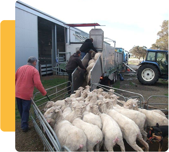 Mobile Sheep Dipping Around Australia