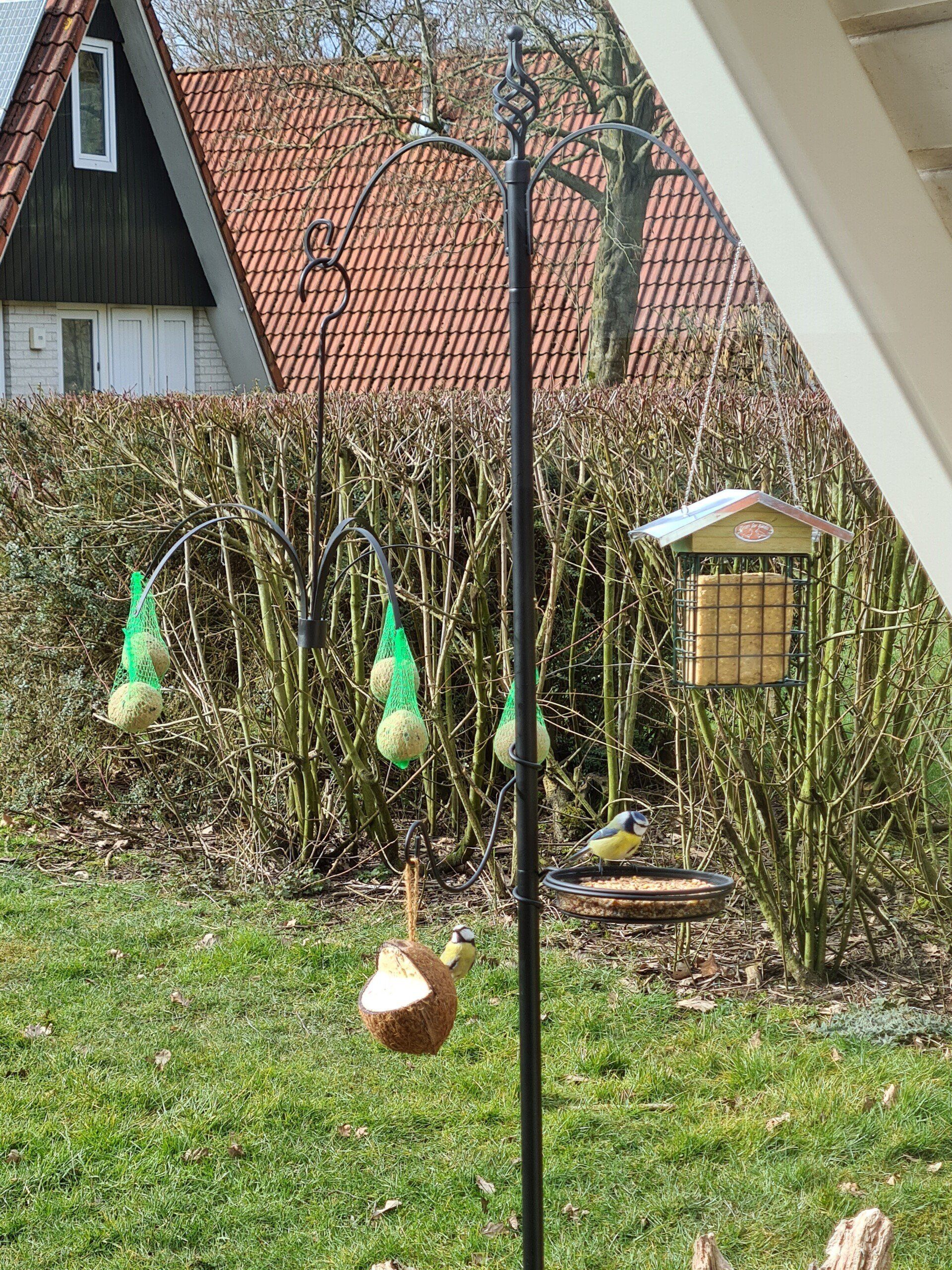 Eekhoorn8