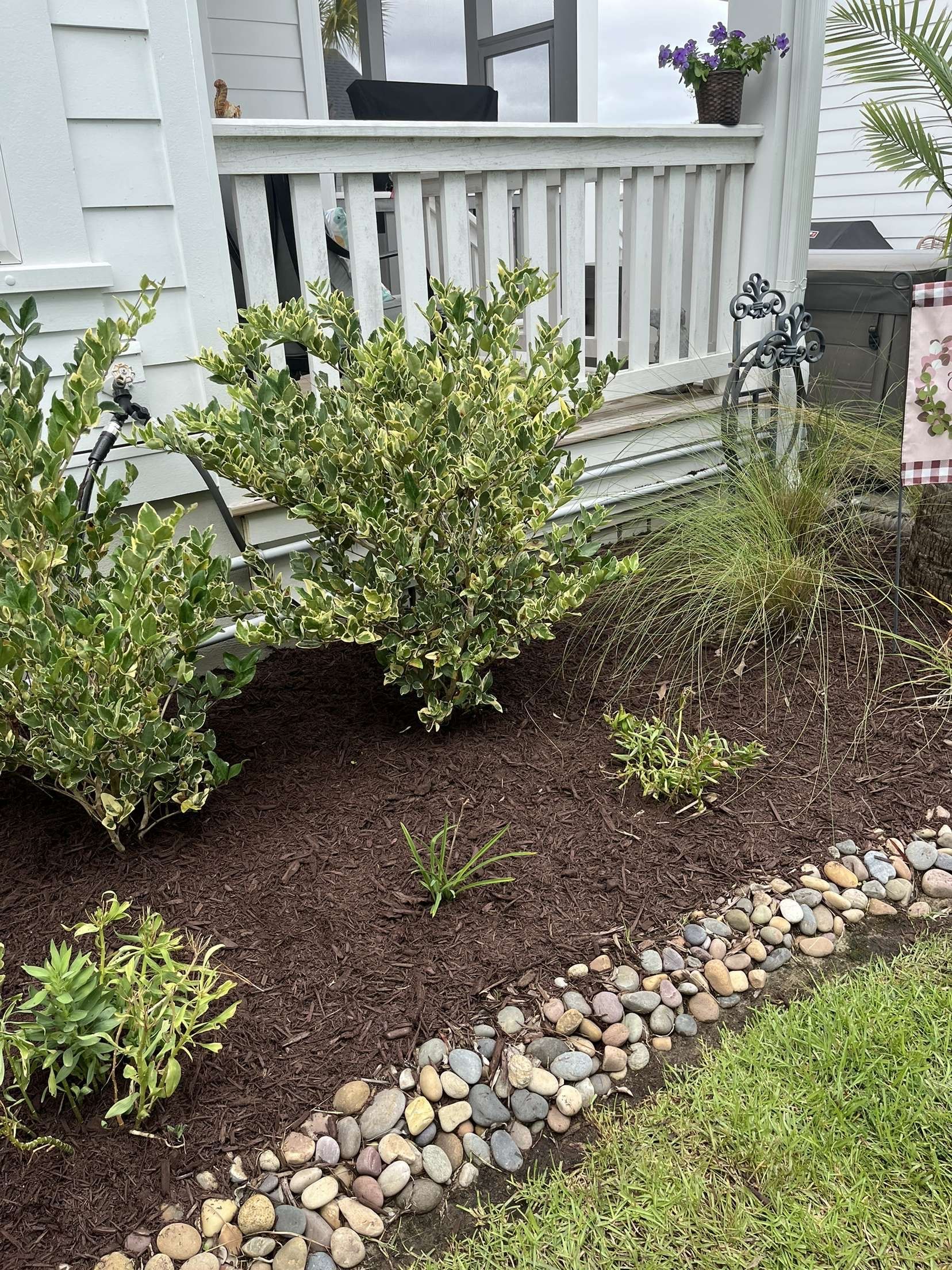 Shrub bed with rocks edging a house porch, featuring a leafy bush and sparse plants in mulch
