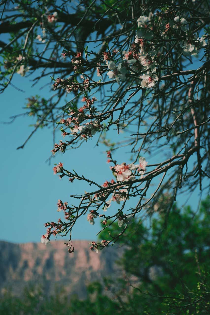 Flowering Tree Branches With Delicate White And Pink Blossoms Against A Clear Blue Sky