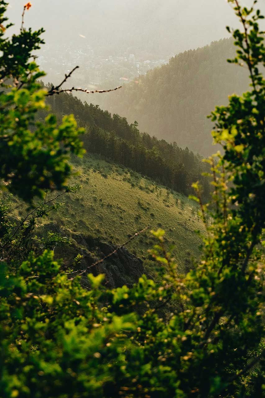 Sunlit Forested Hillside With Green Foliage Framing A Misty Mountain Landscape In The Distance