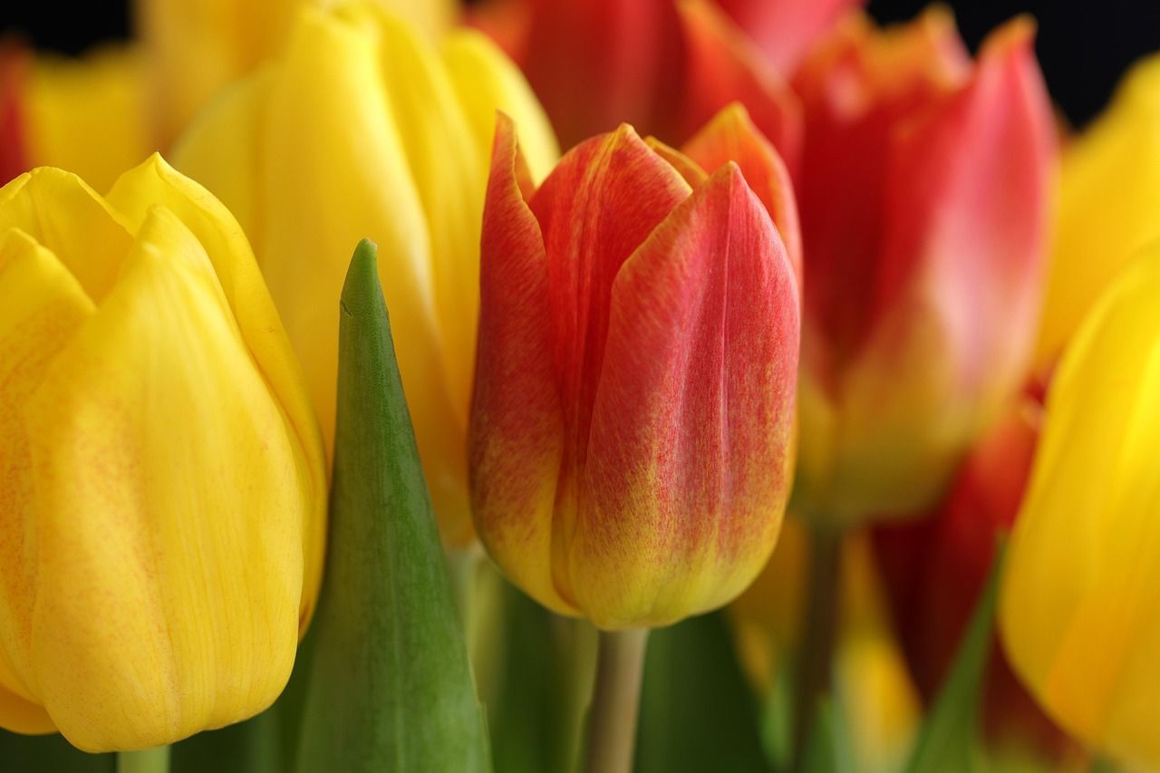 Red and Yellow Tulips in Bloom with Soft Focus Background