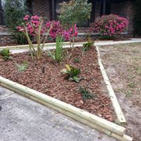 A triangular flower bed bordered by wood, containing mulch, green plants, and blooming pink oleander bushes.