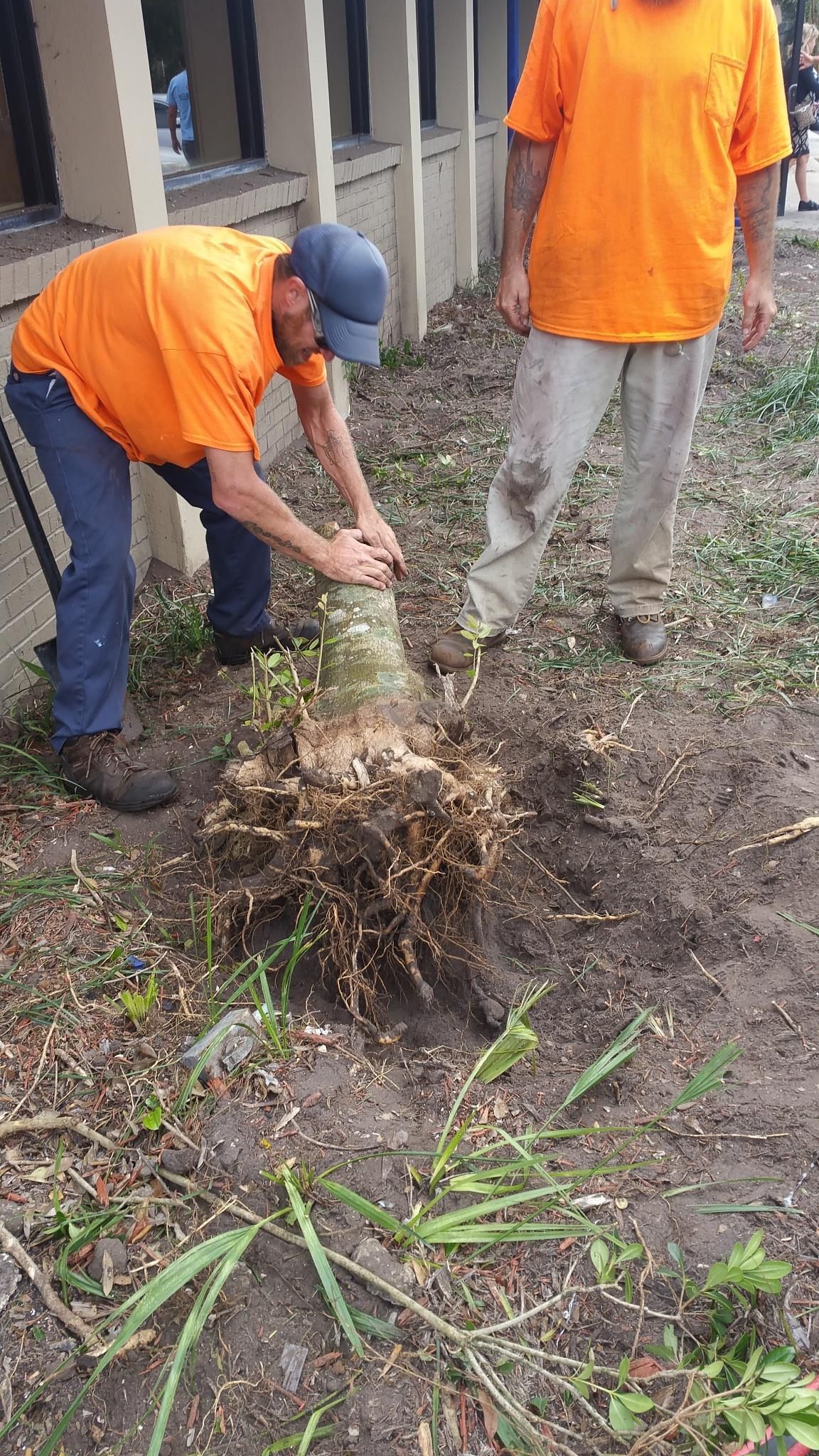 Two people in orange shirts work to remove a tree stump from the ground outside a building.