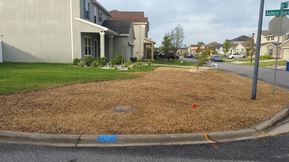 A corner residential lawn featuring a mix of green grass and a large patch of dried, straw-colored dormant grass.