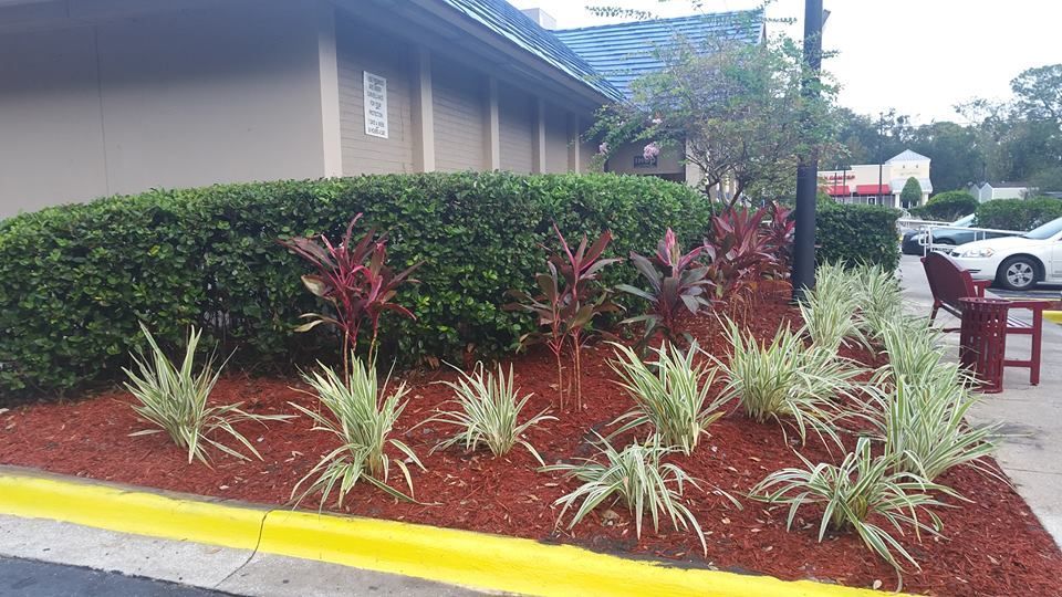 A landscaped garden bed with green shrubs, red-leafed plants, and white-variegated grasses, mulched with red wood chips.