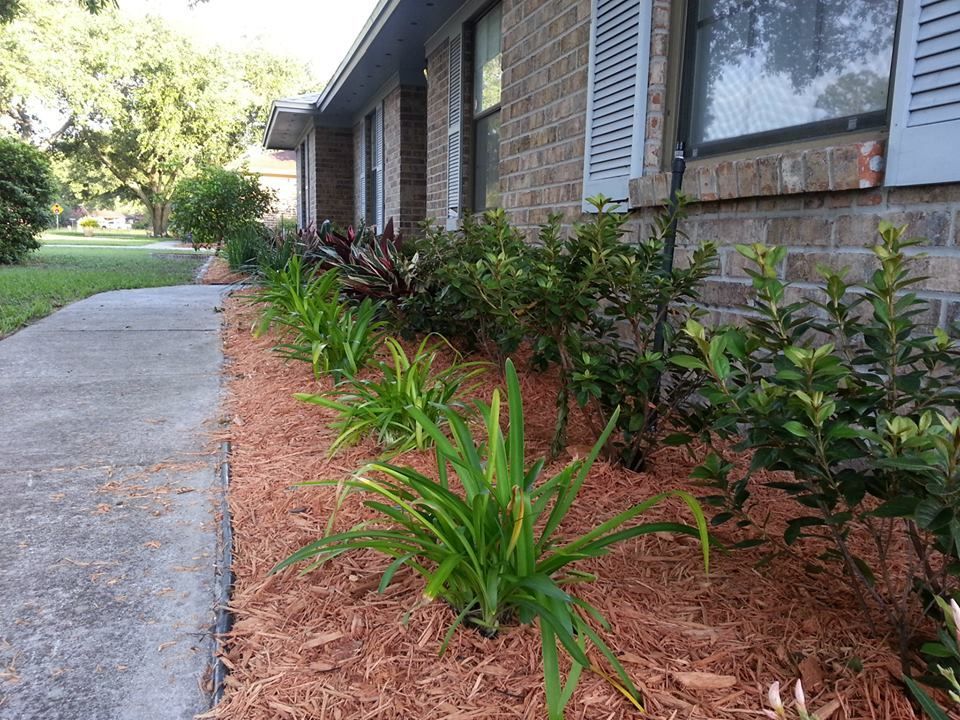 A sidewalk runs alongside a brick house exterior with a mulched garden bed containing small shrubs and green plants.