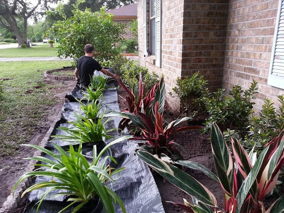 A person plants landscaping in a garden bed next to a brick house, using black fabric around green and red-leafed plants.