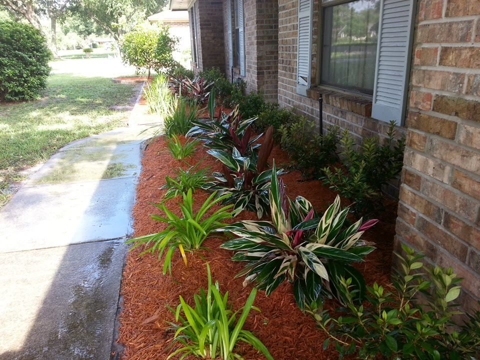 A row of tropical plants with green and red foliage planted in a bed of red mulch along the side of a brick house.