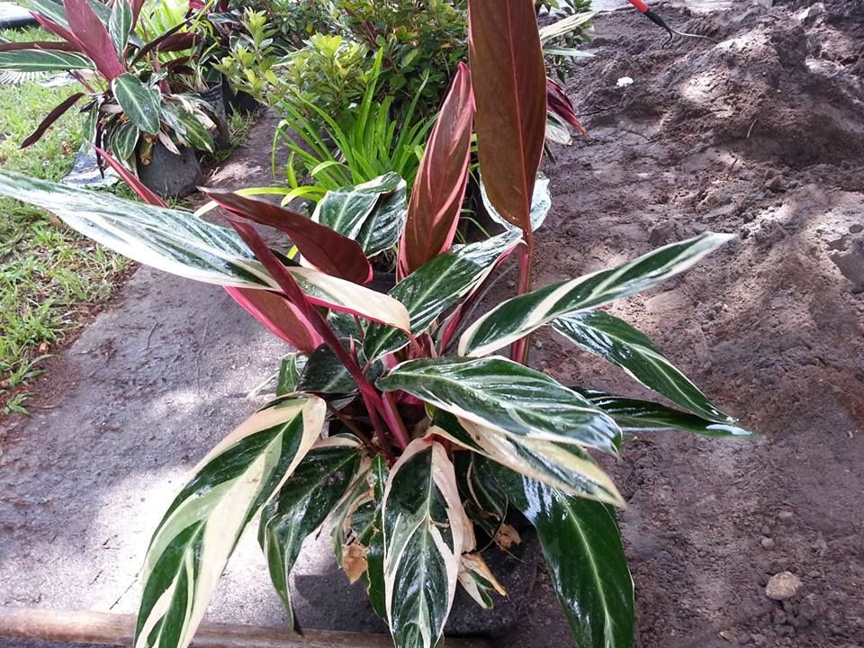 A Stromanthe triostar plant with variegated white, green, and pink-toned leaves in a pot outdoors on a dirt path.