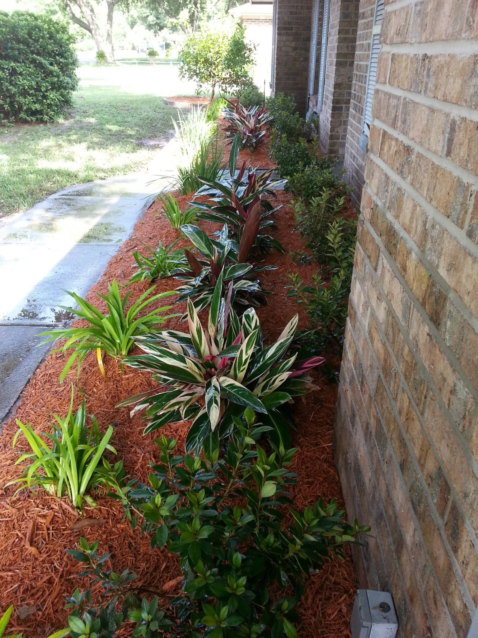 A garden bed with mulch, assorted green and variegated plants, and a brick wall along a paved walkway.