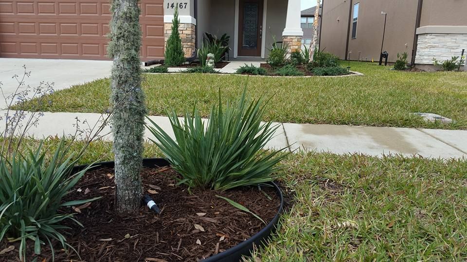 A tree trunk with grey lichen sits in a mulch bed with green plants in a residential front yard with a sidewalk and house.