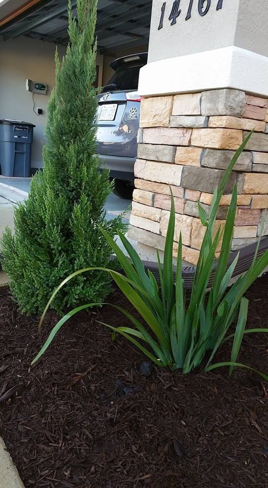 A tall, conical evergreen and a clump of long-leafed green plants in dark mulch beside a stone-veneer house pillar.