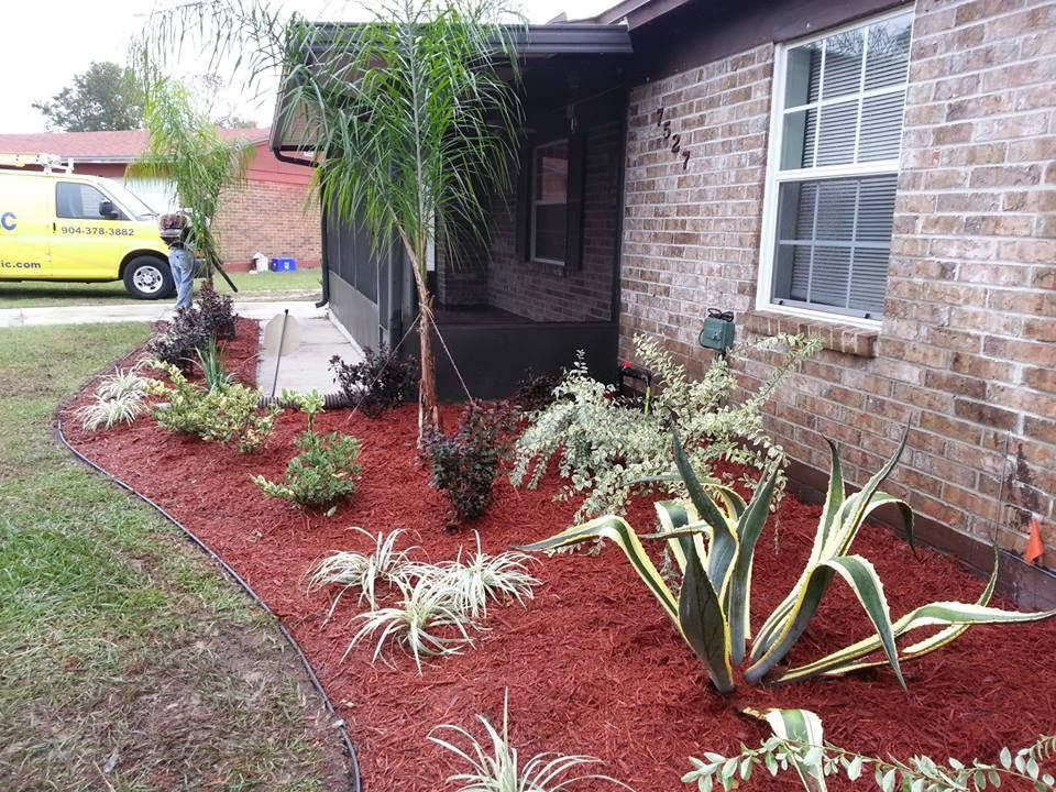 Newly landscaped front garden bed with red mulch, variegated agave, small shrubs, and two palms by a brick home.