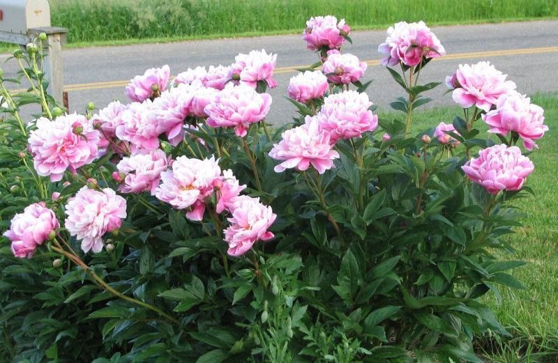 A bush filled with blooming light pink peonies in front of a rural road.