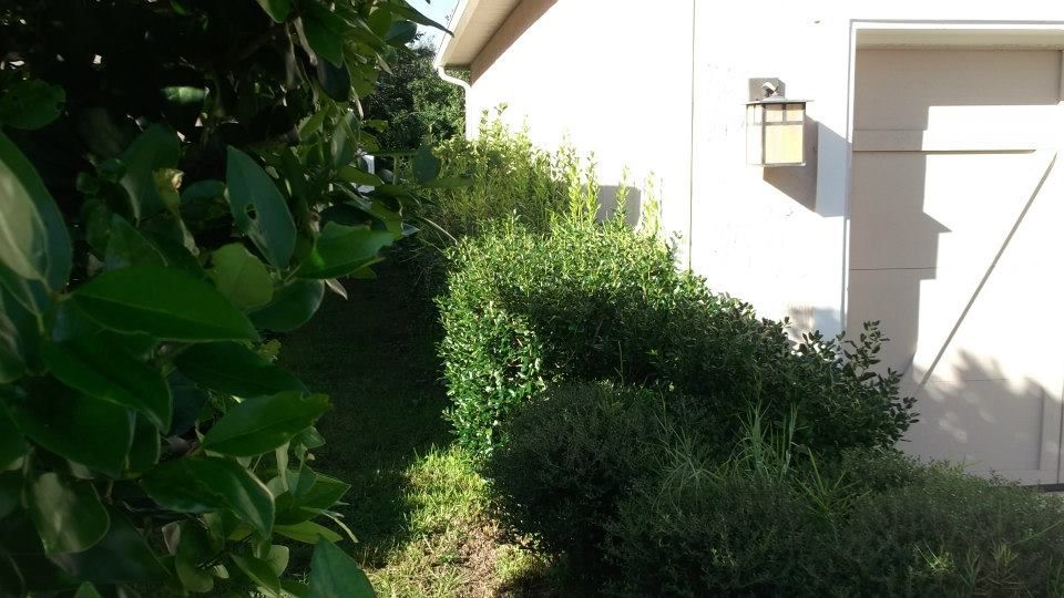A side view of a house exterior with green bushes and foliage in the foreground.