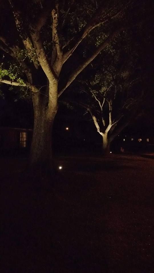Two large trees are illuminated by ground-level lights against a dark, night sky.