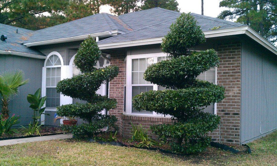 Front yard with two sculpted topiary shrubs beside a house with brick and light siding.