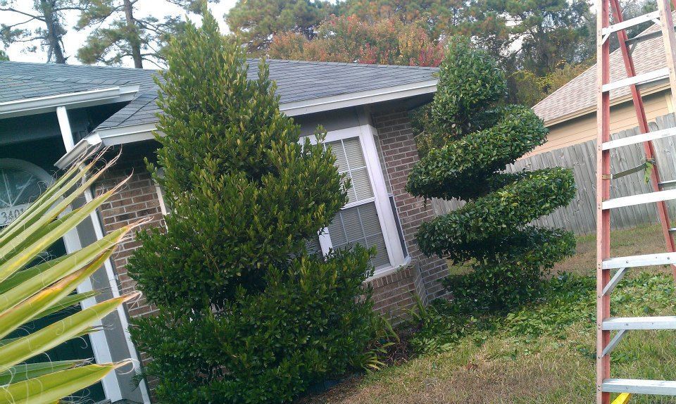 Two evergreen shrubs grow beside a brick house, one pruned into a spiral topiary shape and the other a natural cone.