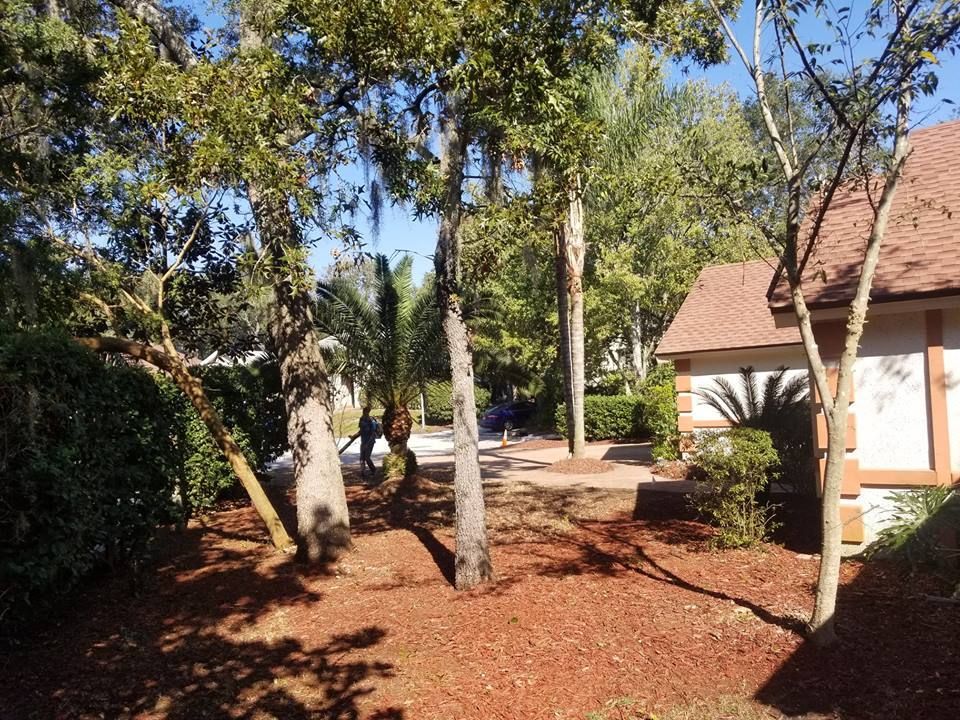 A sunlit yard with red mulch, mature trees, and part of a house with a tan wall and brown roof on the right.