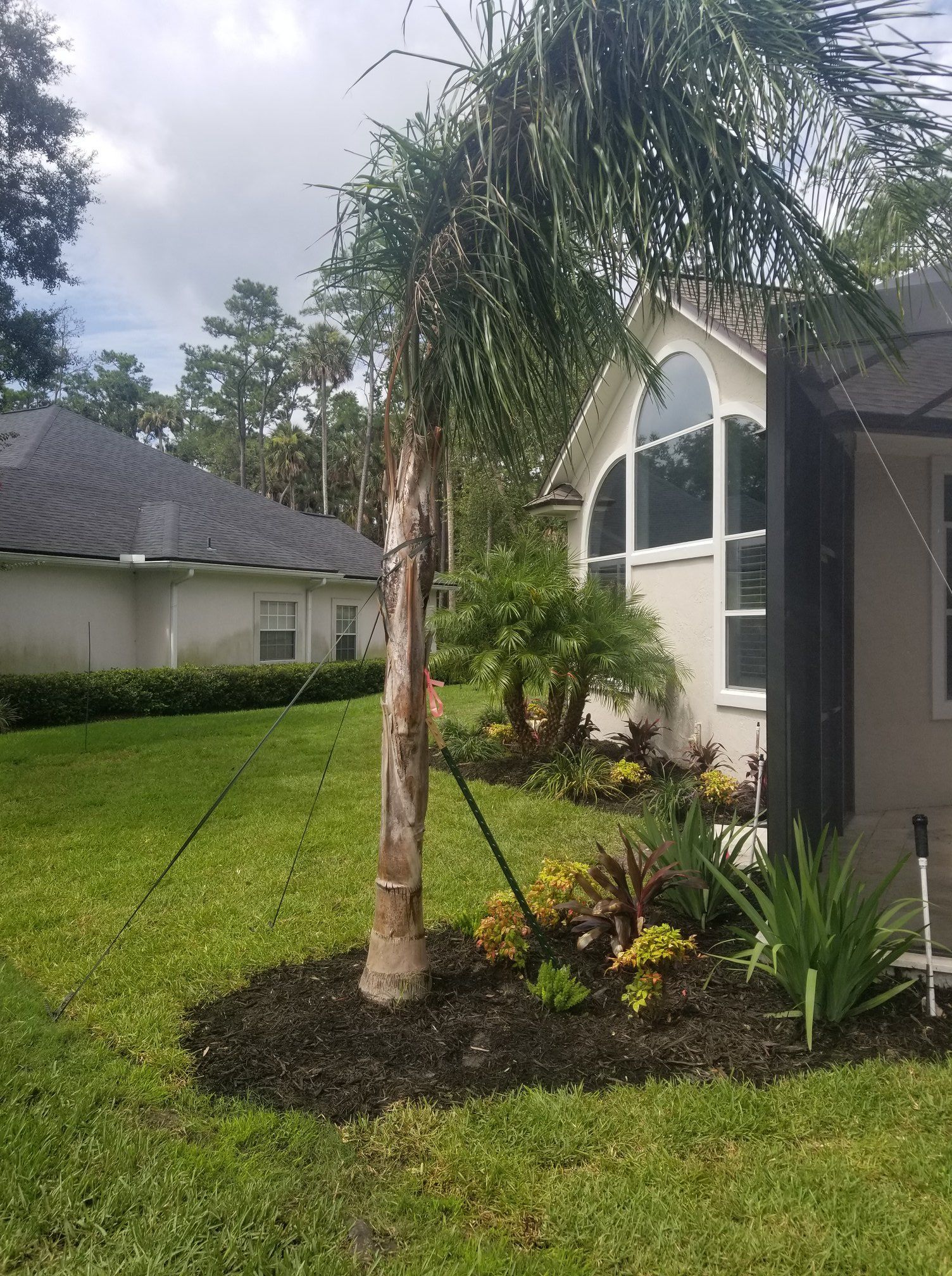 A leaning palm tree supported by wire stakes in a mulched garden bed next to a suburban house.