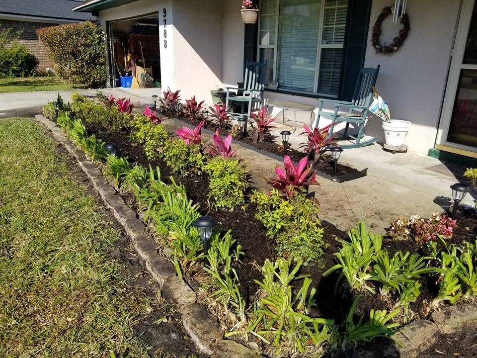 A front garden bed with mulch, small green plants, and several bright pink cordyline plants in front of a house.