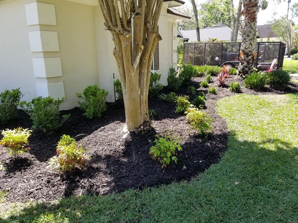 A garden bed with fresh dark mulch, small green shrubs, and a central crape myrtle tree next to a home’s exterior wall.