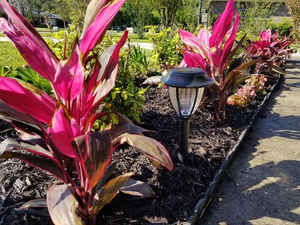 A row of vibrant pink and purple ti plants with solar garden lights in dark mulch next to a paved walkway.