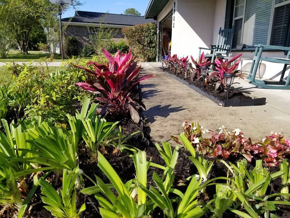A row of bright red cordyline plants lines a paved walkway in front of a house, with green ground cover in the foreground.