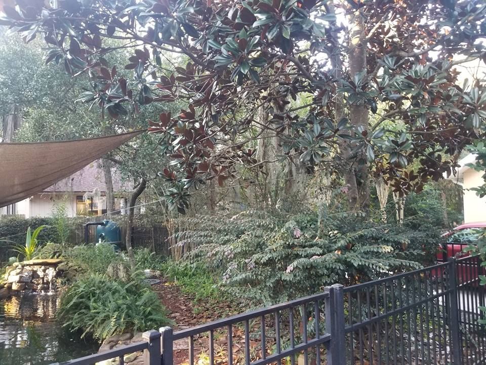 A backyard scene with a koi pond, lush greenery, large trees, a shade sail, and a black metal fence.