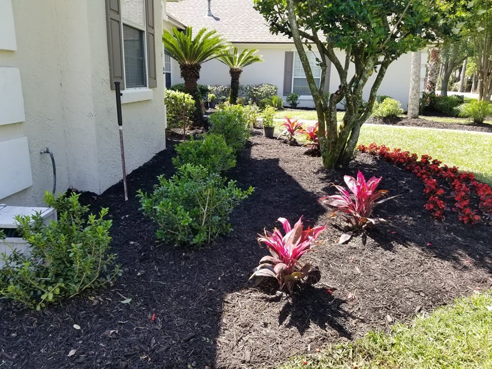 A landscape bed with fresh black mulch, featuring green shrubs, bright pink bromeliads, and red flowers by a house.