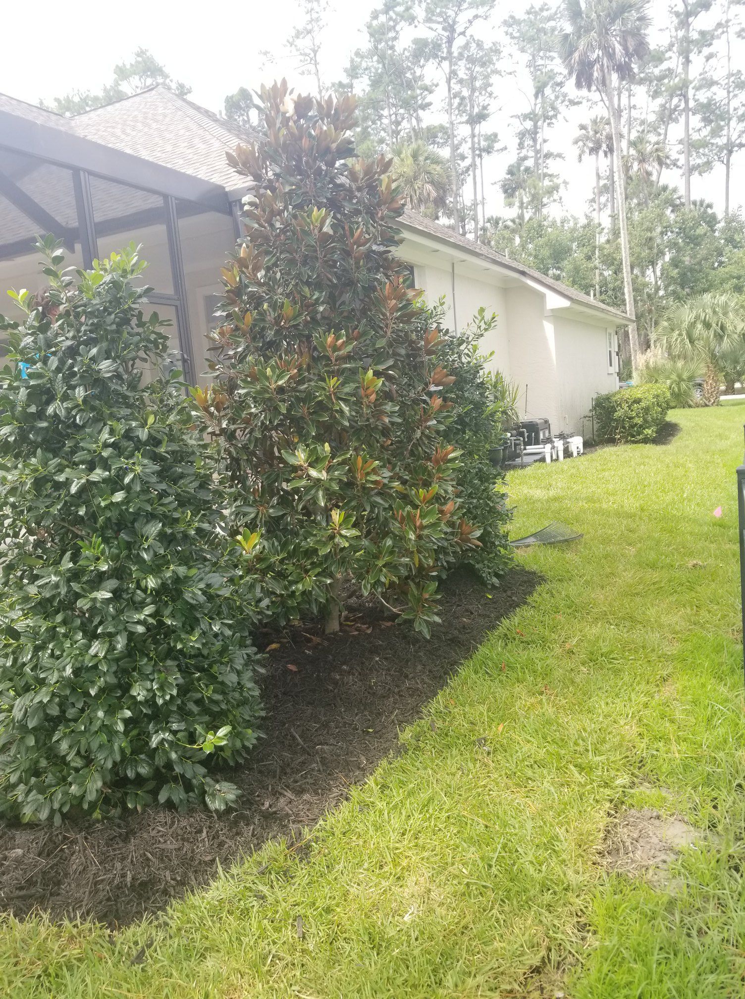 A row of green bushes and a tall magnolia tree in mulch beds alongside a house and a grassy lawn on a sunny day.