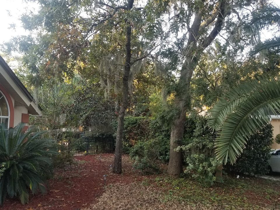 A yard with a house corner on the left, a palm tree on the right, and mature trees with Spanish moss in the background.