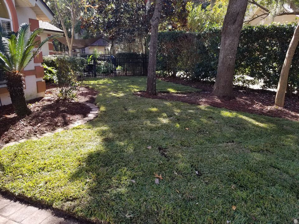A patch of grass with mulch garden beds, two trees, and a house exterior on a sunny day.
