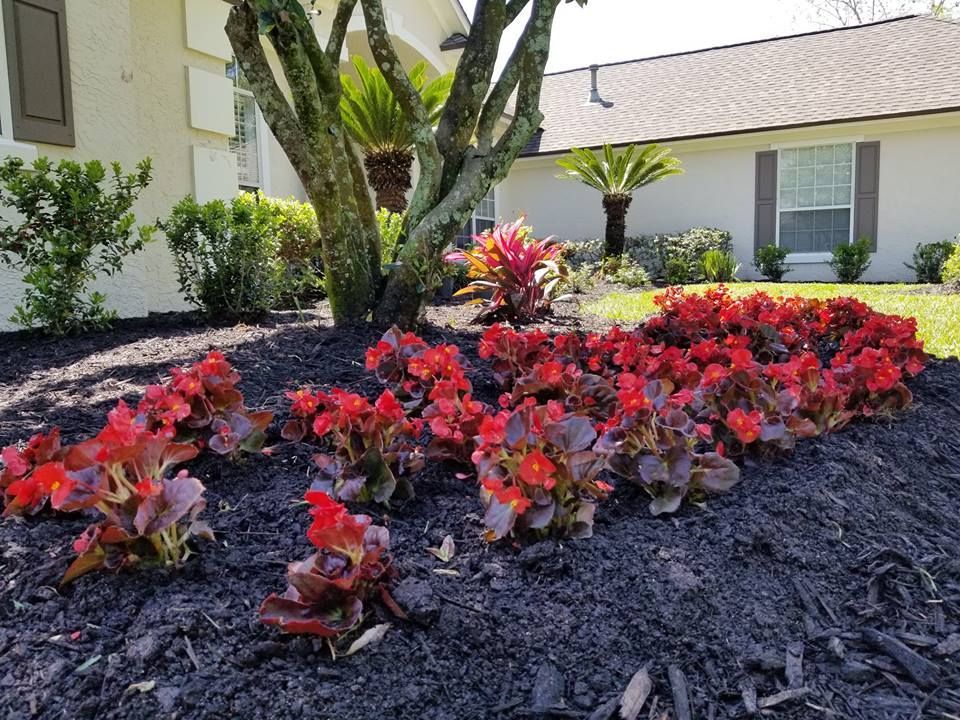 A bed of vibrant red begonias planted in dark mulch in front of a residential home with a green tree and landscaping.