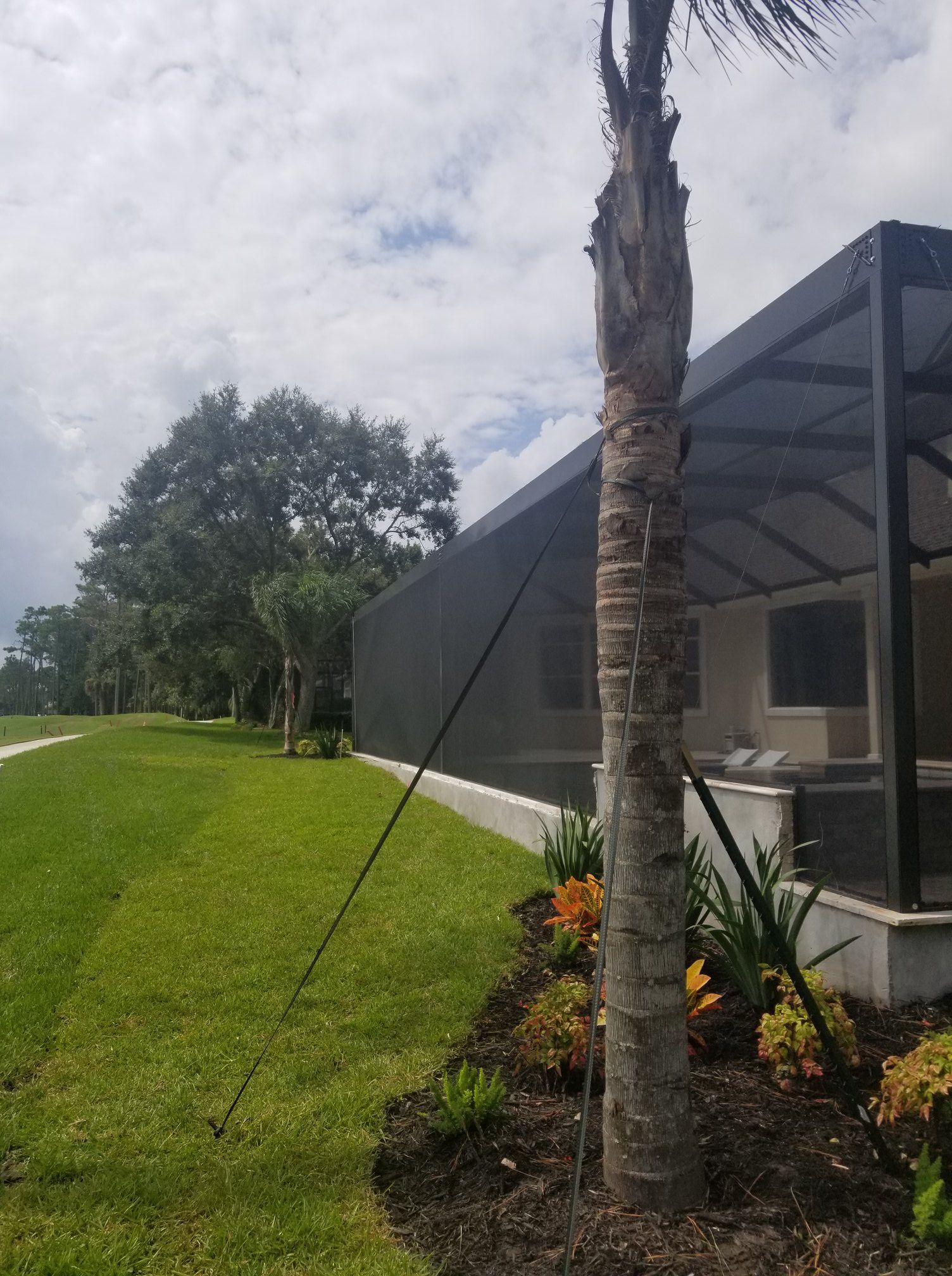 A palm tree supported by a dark metal pole in front of a screened-in patio overlooking a green lawn.