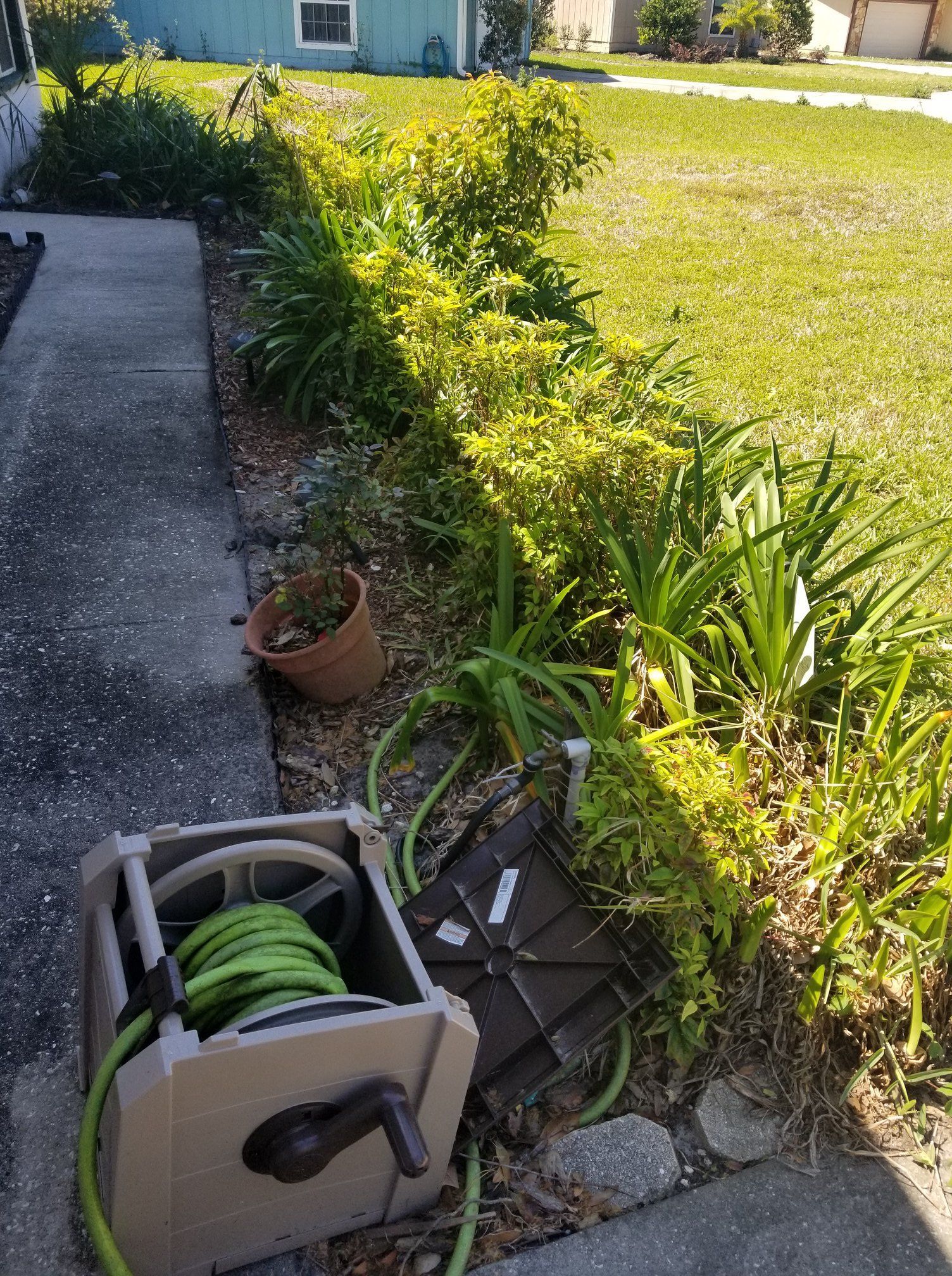 A garden hose reel with a green hose sitting on a concrete walkway next to a garden bed of foliage and a potted plant.
