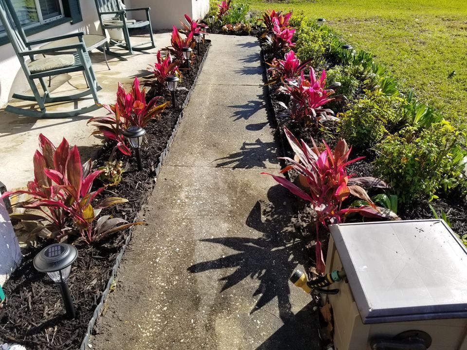 A walkway lined with dark mulch and vibrant red croton plants, leading toward a porch with rocking chairs.