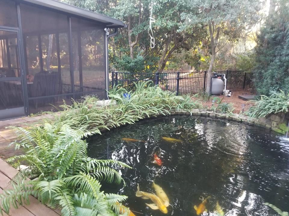 A circular koi pond surrounded by ferns, next to a screened porch in a wooded yard.