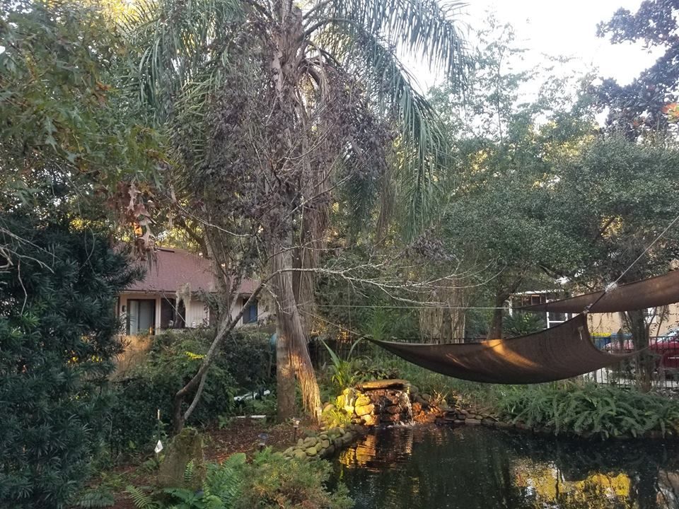 A shaded backyard garden featuring a calm pond, a small waterfall, lush greenery, and a hammock suspended over the water.
