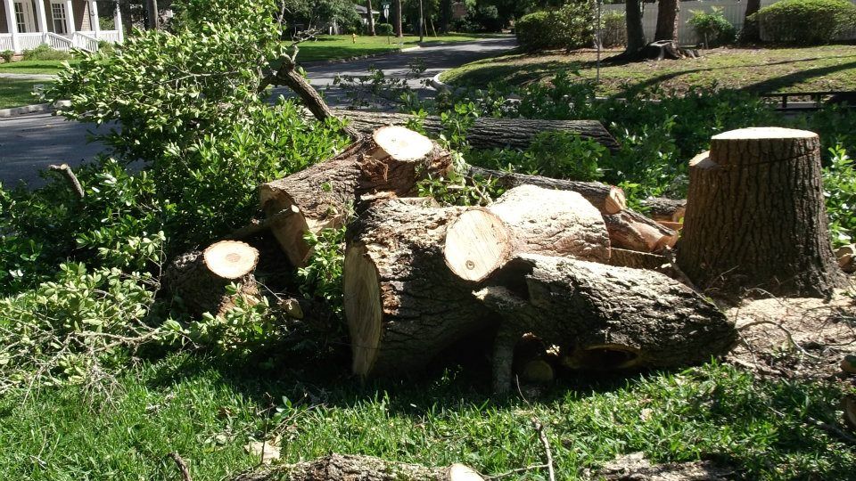 A freshly cut tree stump and several large, round log segments lying on a grassy lawn.