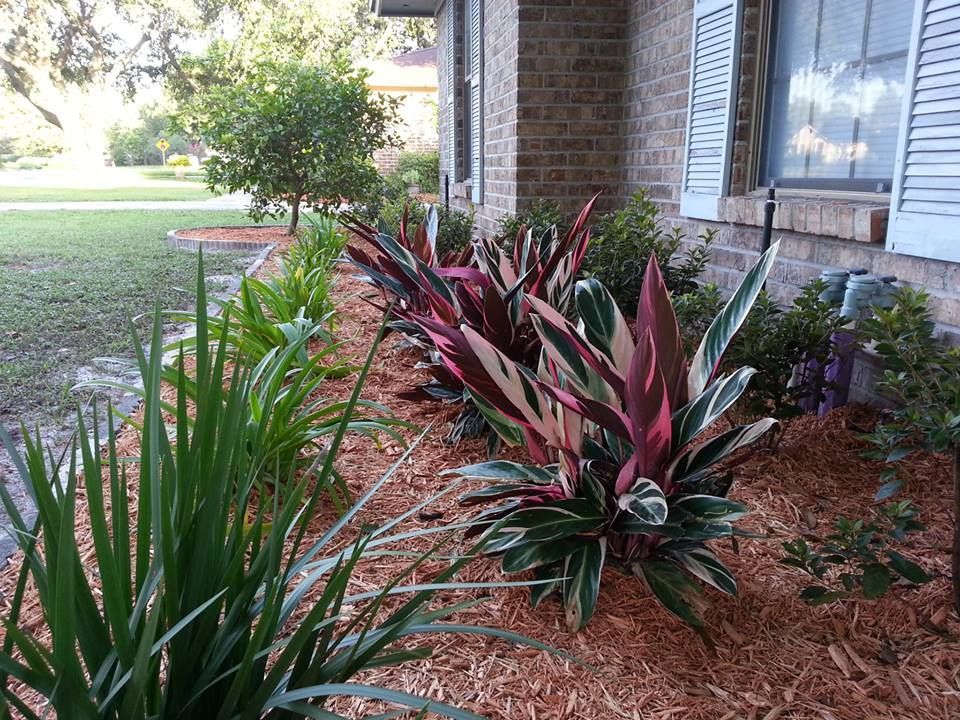 A landscaped garden bed with colorful stromanthe triostar plants and green foliage along a brick house wall.