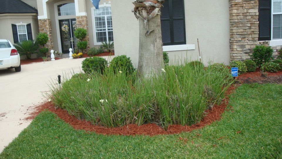 A circular garden bed with a central palm tree, surrounded by tall grass, small shrubs, and red mulch in a front yard.