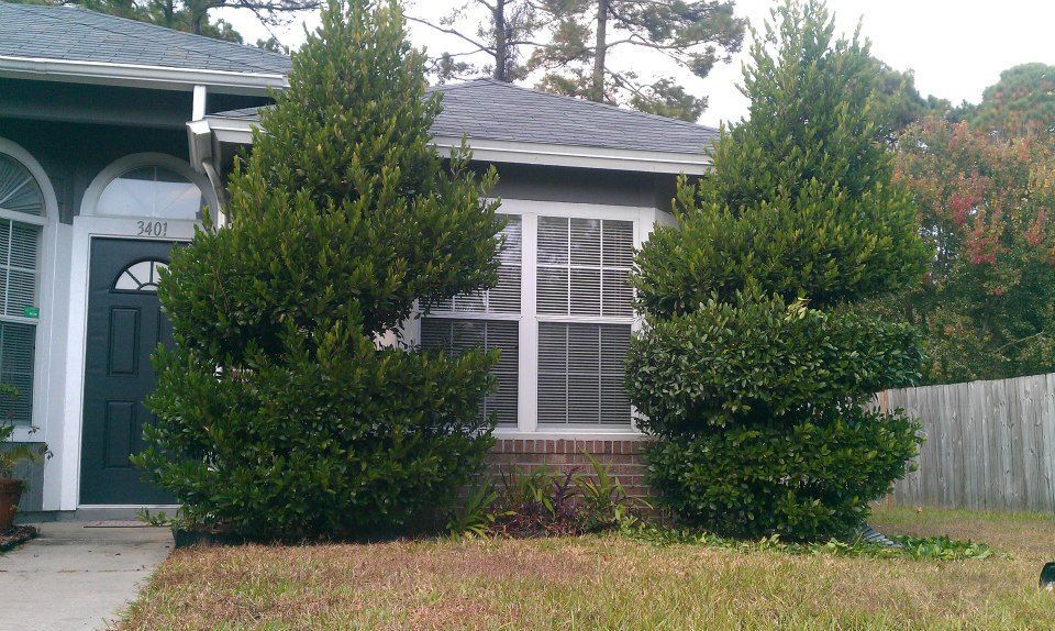 A dark-painted front entrance and a large window framed by two tall, trimmed evergreen shrubs in front of a house.
