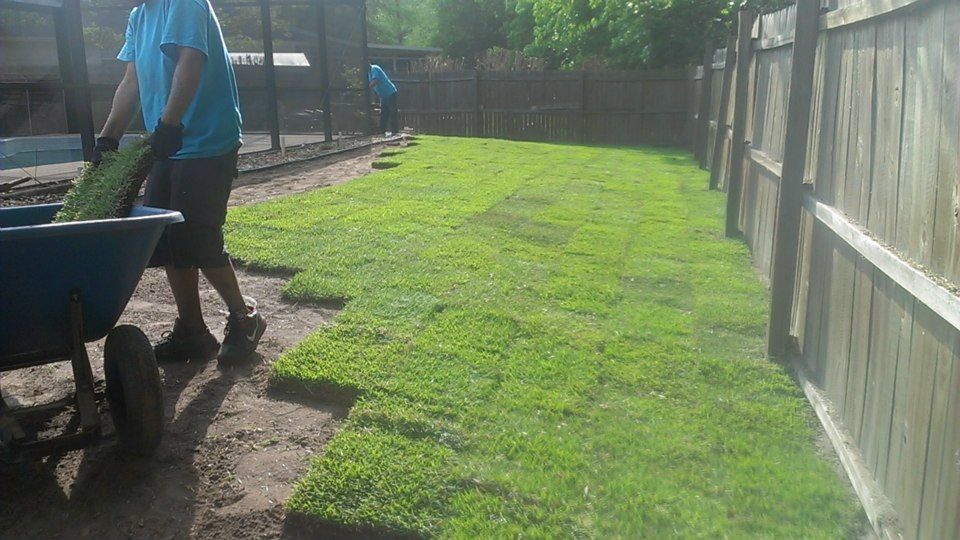 A person in a blue shirt lays square sections of sod on the ground in a backyard along a wooden fence.